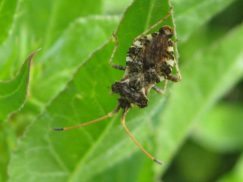 Coreidae: Centrocoris variegatus della Sardegna